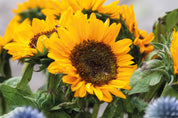 Nasiona słonecznika w kopercie GIRASOL