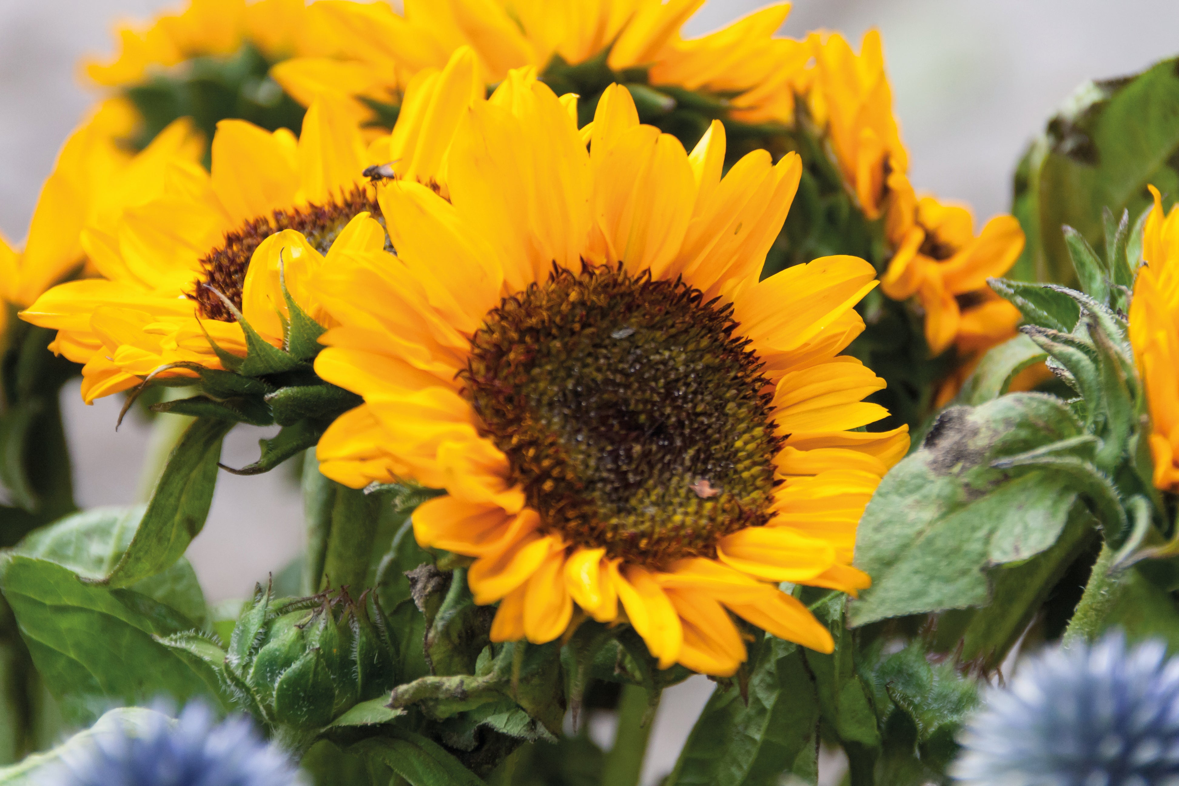 Nasiona słonecznika w kopercie GIRASOL
