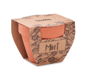 Nasiona mięty w doniczce MINT POT