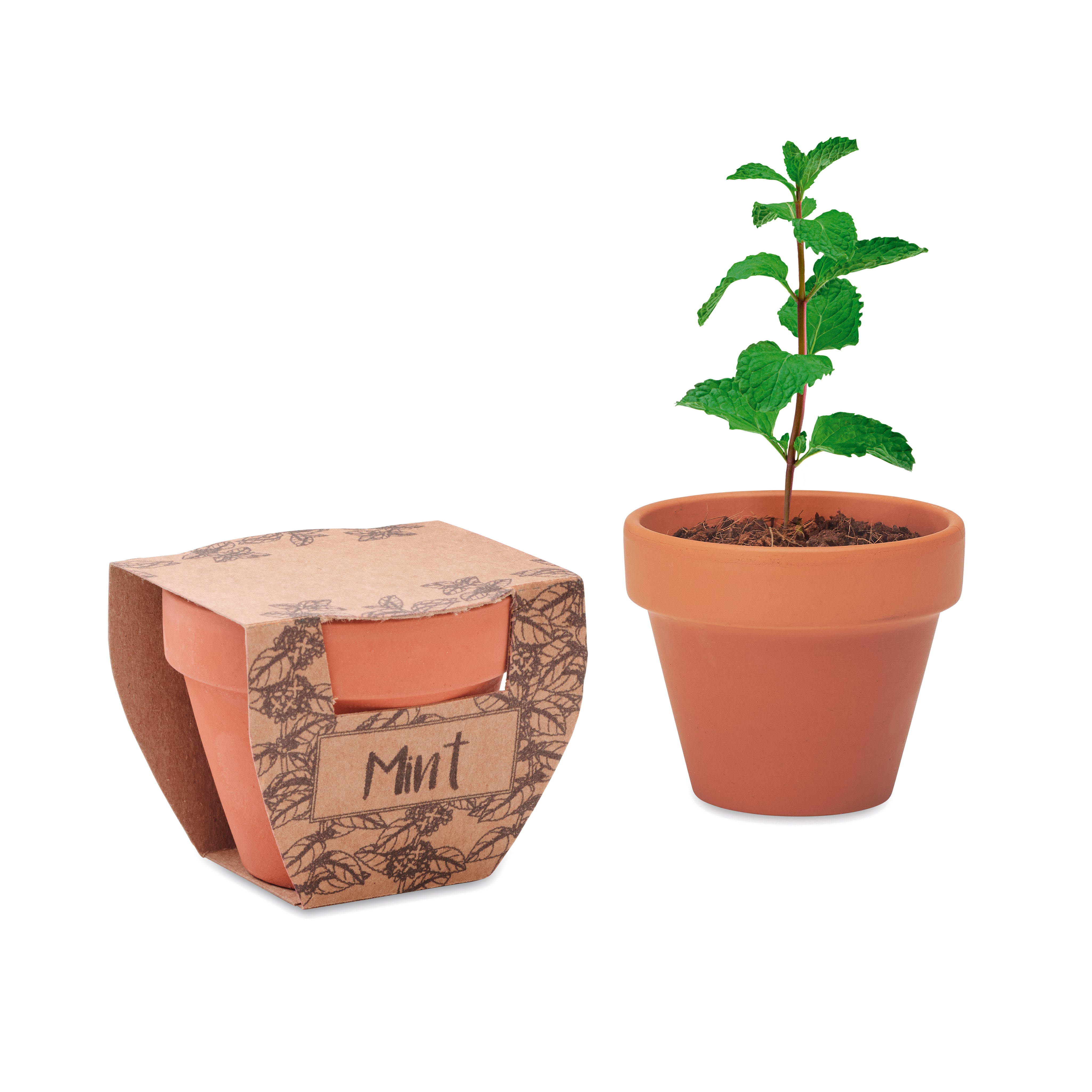 Nasiona mięty w doniczce MINT POT