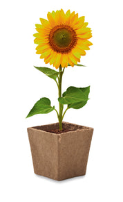 Zestaw do uprawy słonecznika SUNFLOWER KIT