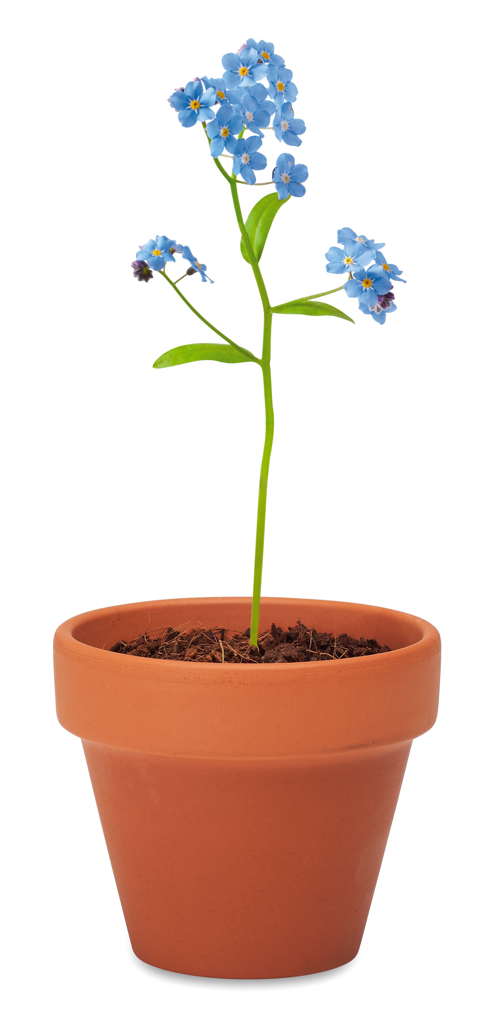 Doniczka, niezapominajka FORGET ME NOT