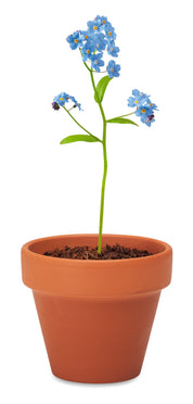 Doniczka, niezapominajka FORGET ME NOT