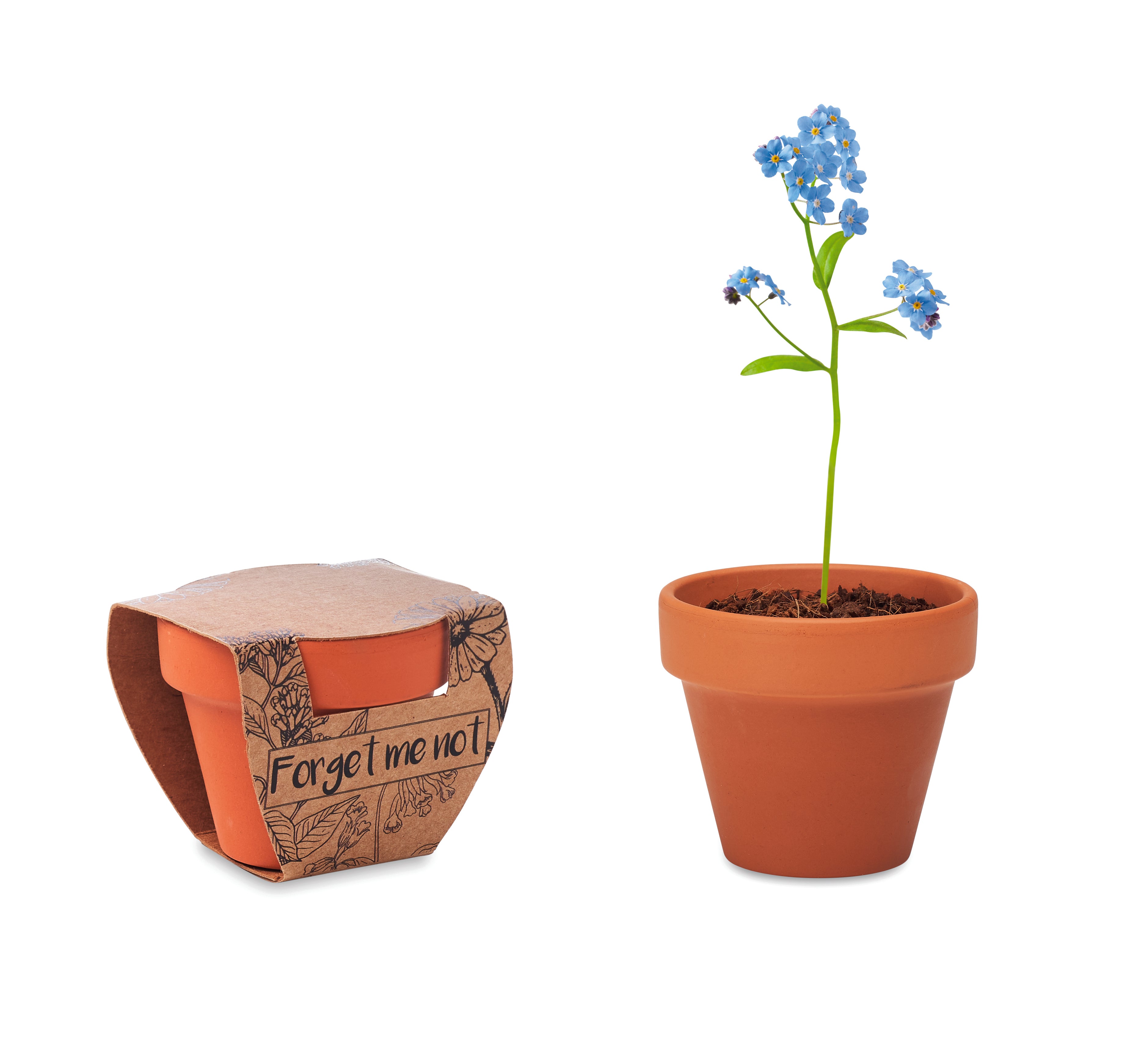 Doniczka, niezapominajka FORGET ME NOT