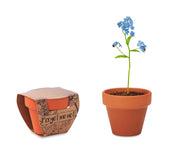 Doniczka, niezapominajka FORGET ME NOT