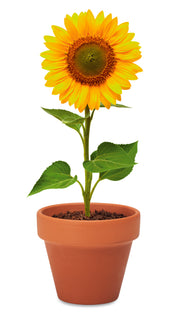 Doniczka, słonecznik SUNFLOWER