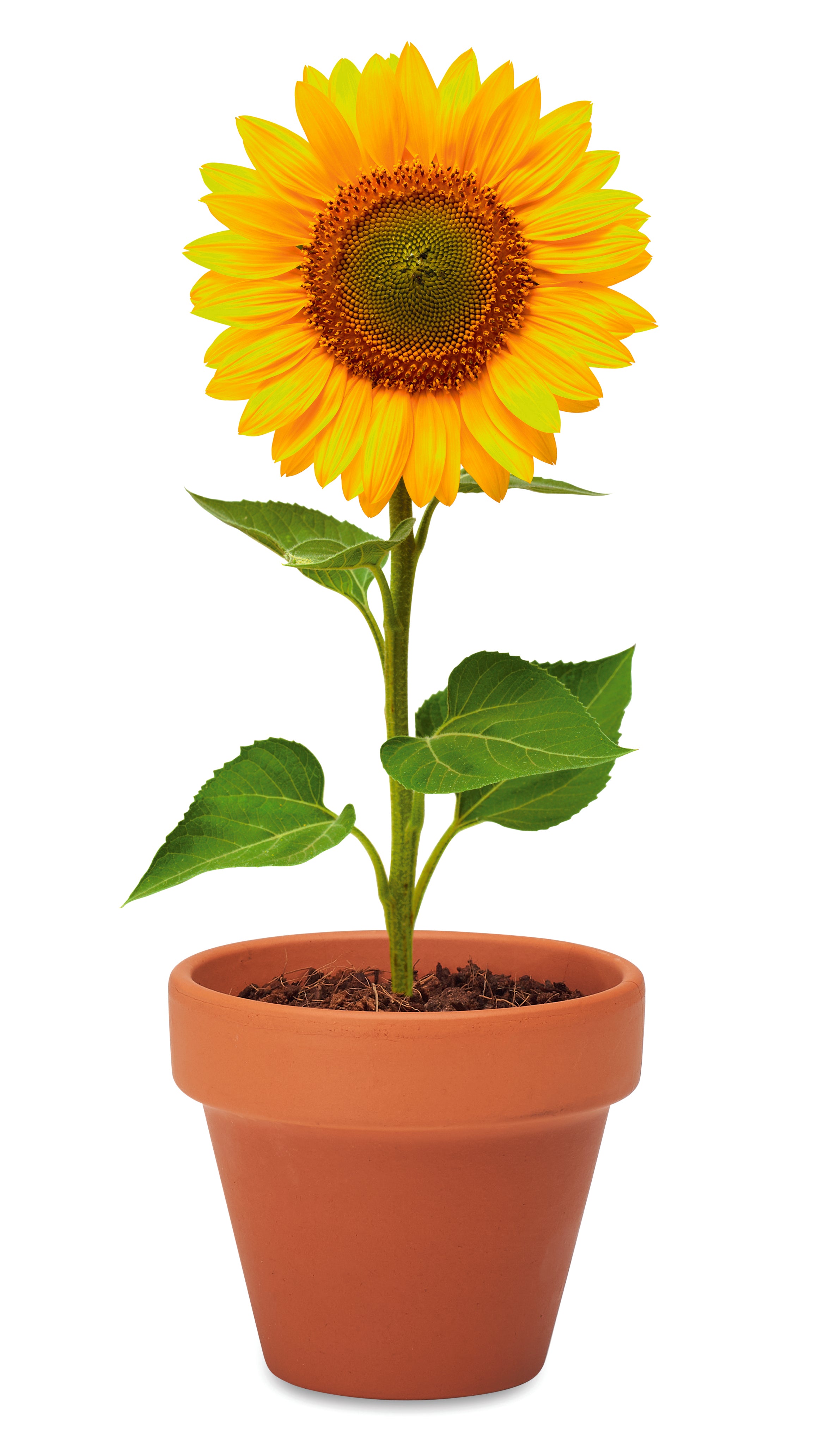 Doniczka, słonecznik SUNFLOWER
