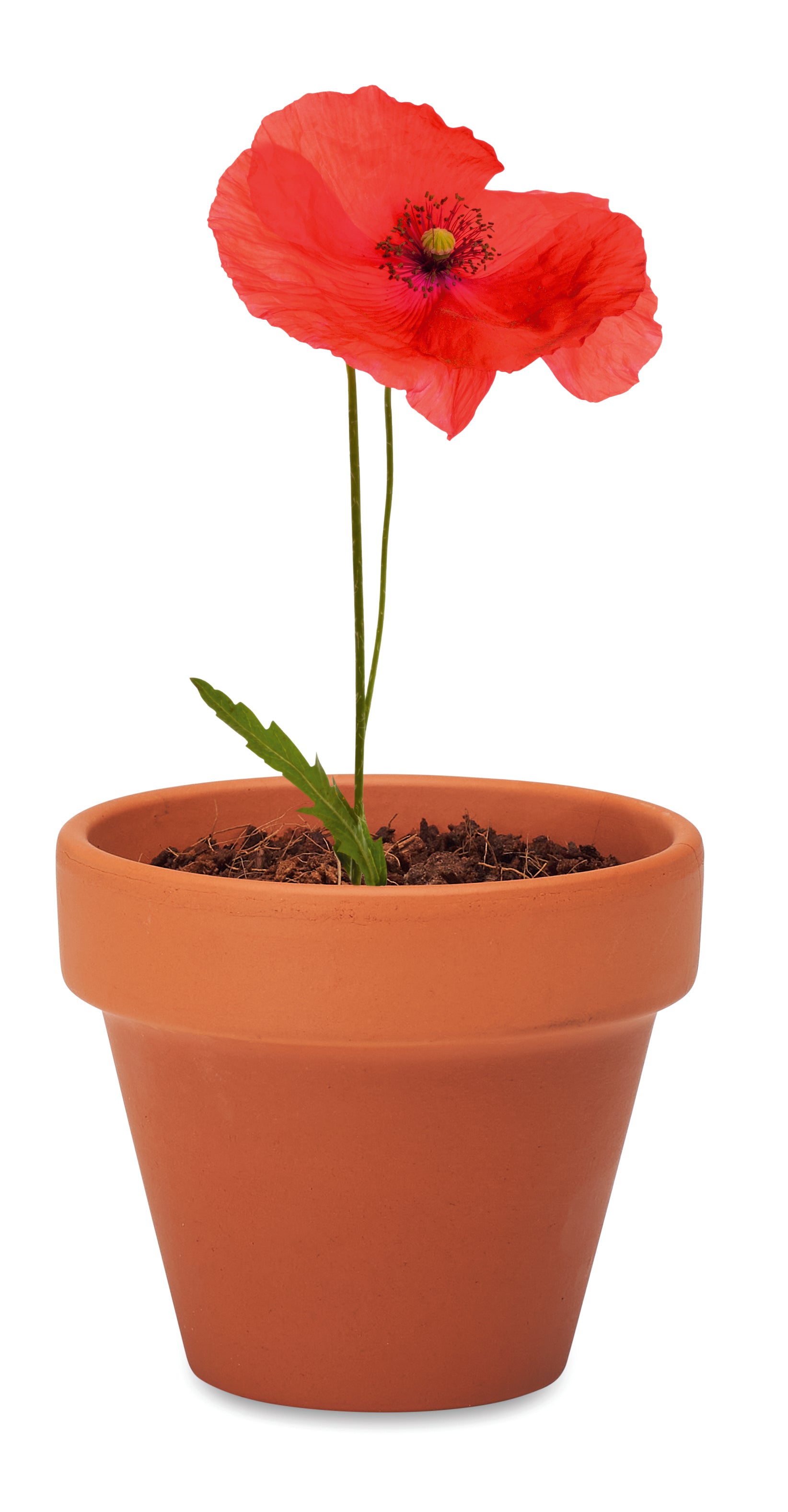 Doniczka, mak RED POPPY
