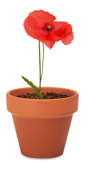 Doniczka, mak RED POPPY
