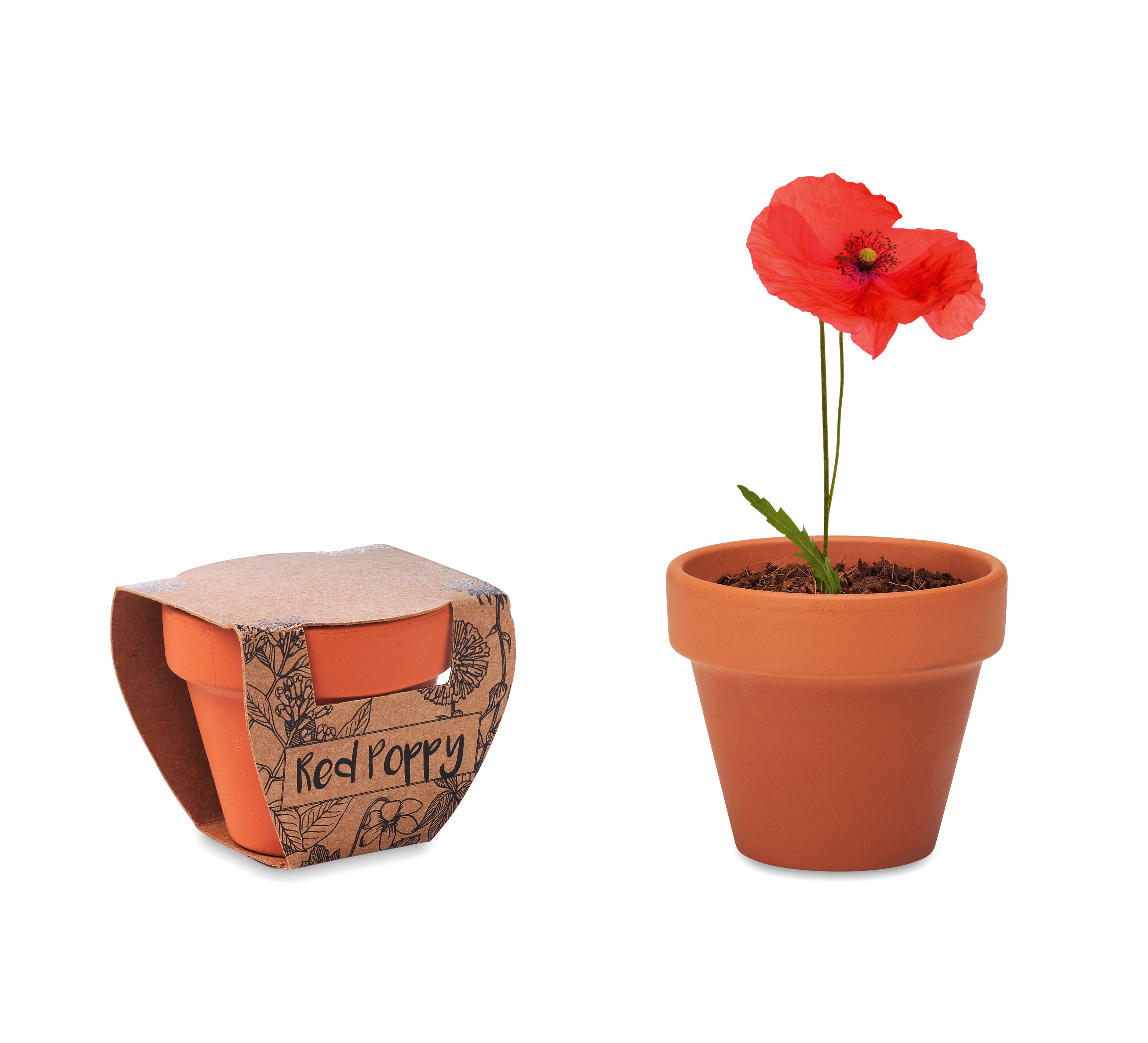 Doniczka, mak RED POPPY