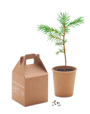 Nasiona sosny, torf, doniczka GROWTREE™