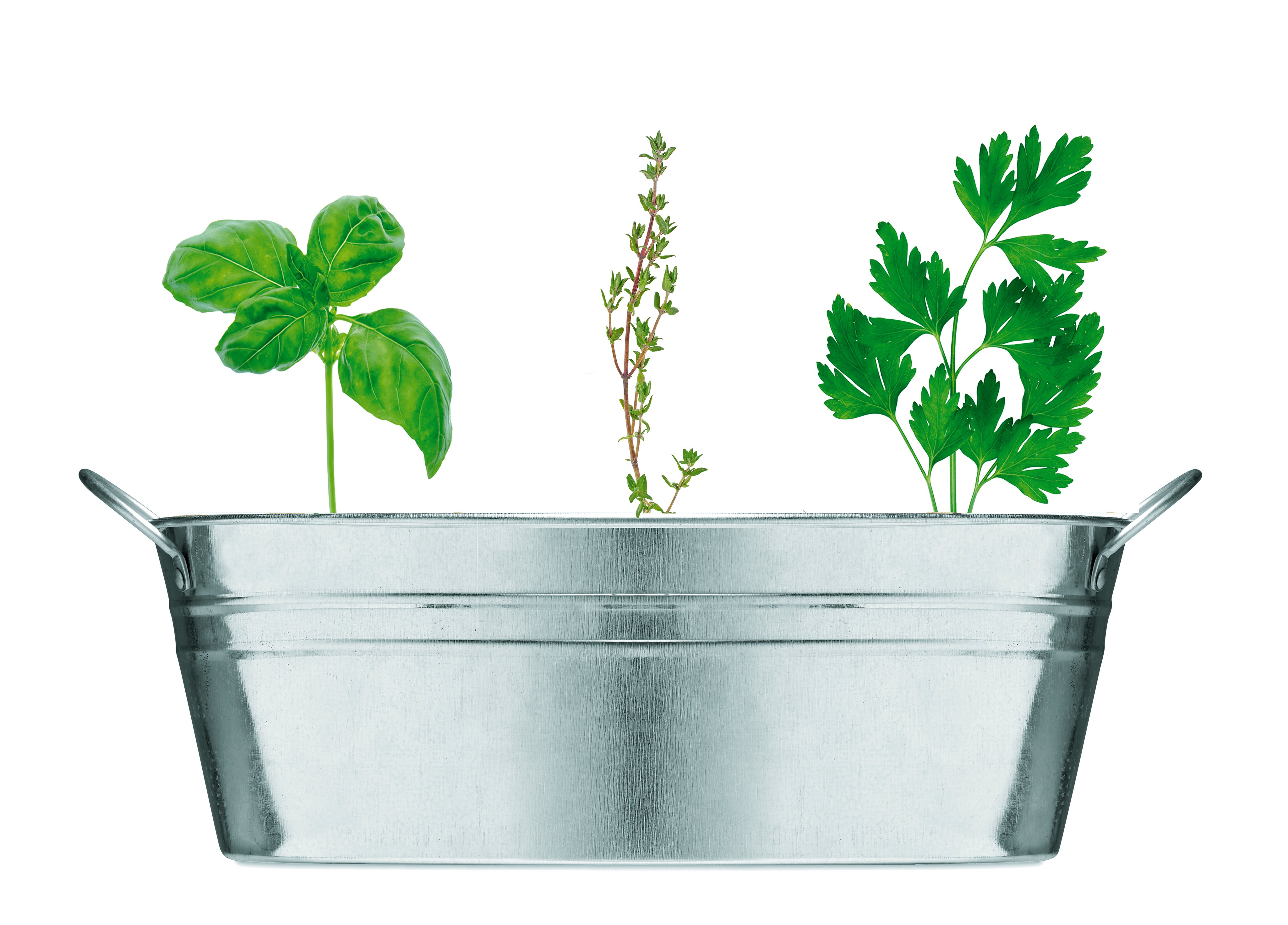 Cynkowa wanienka z nasionami MIX SEEDS