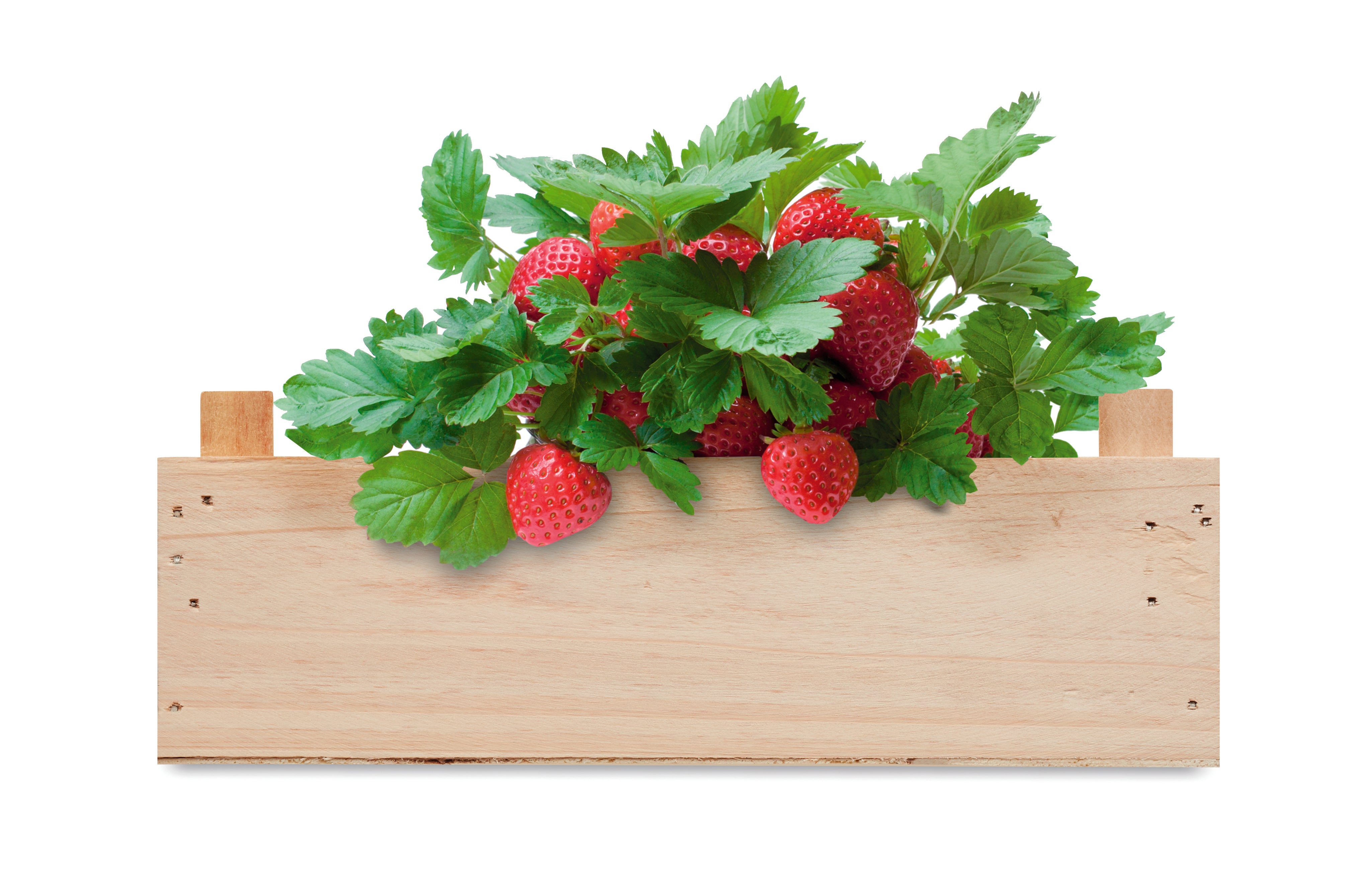 Zestaw do uprawy truskawek STRAWBERRY