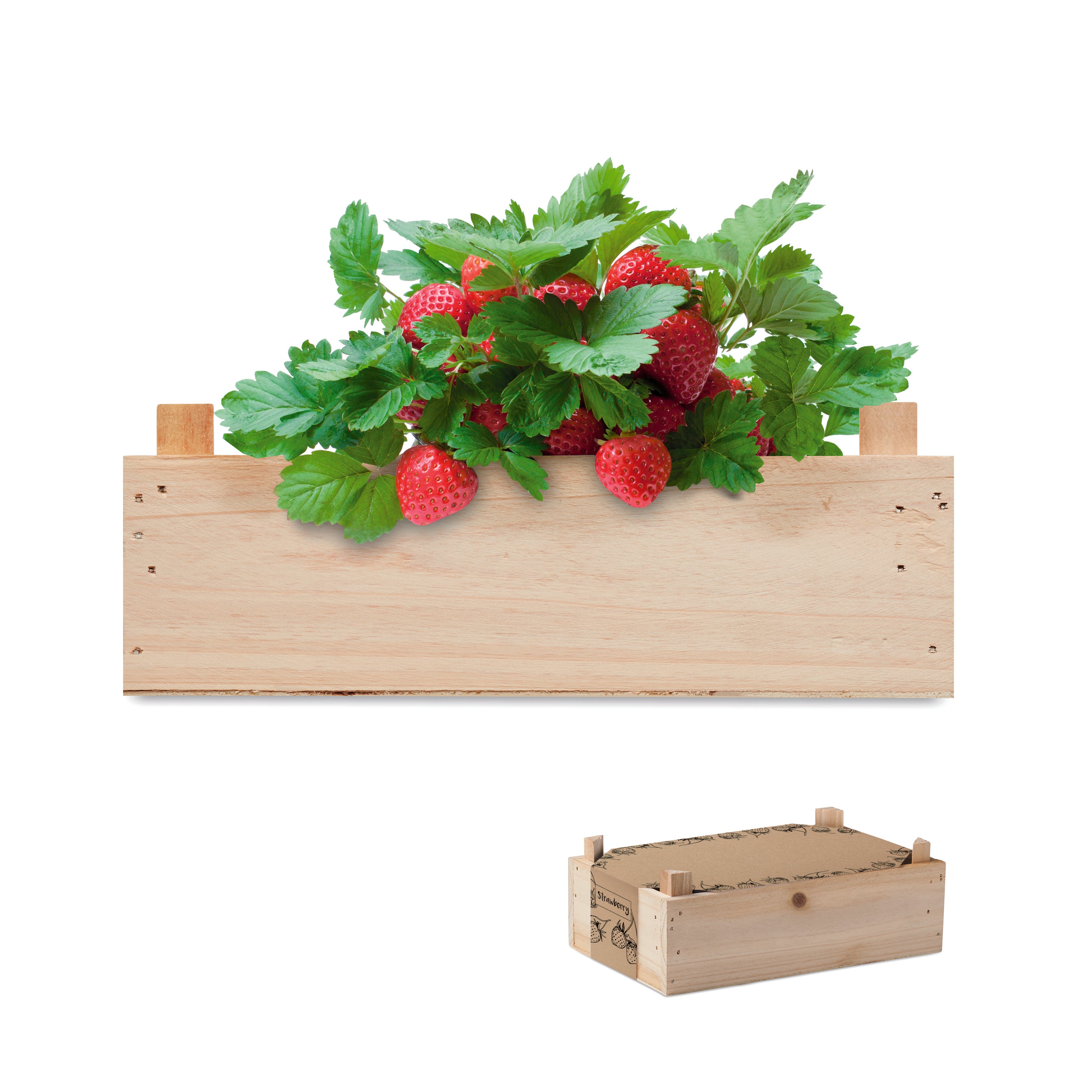 Zestaw do uprawy truskawek STRAWBERRY