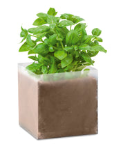 Zestaw do uprawy "Bazylia" BASIL