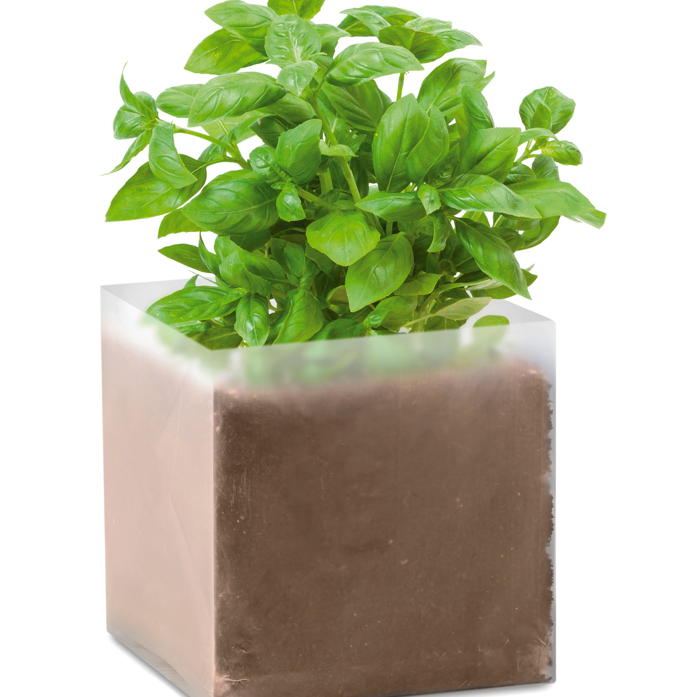 Zestaw do uprawy "Bazylia" BASIL