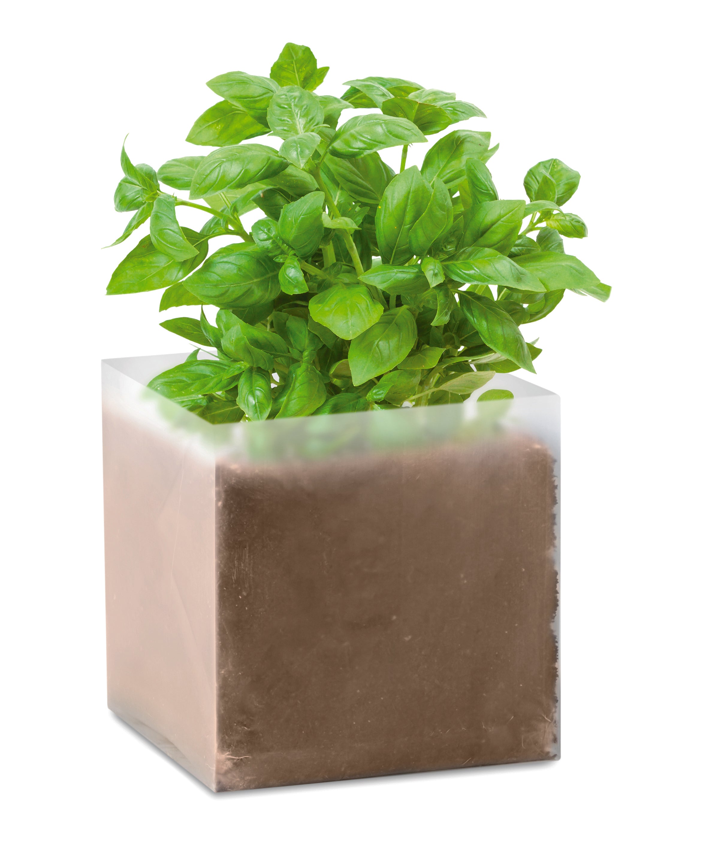 Zestaw do uprawy "Bazylia" BASIL