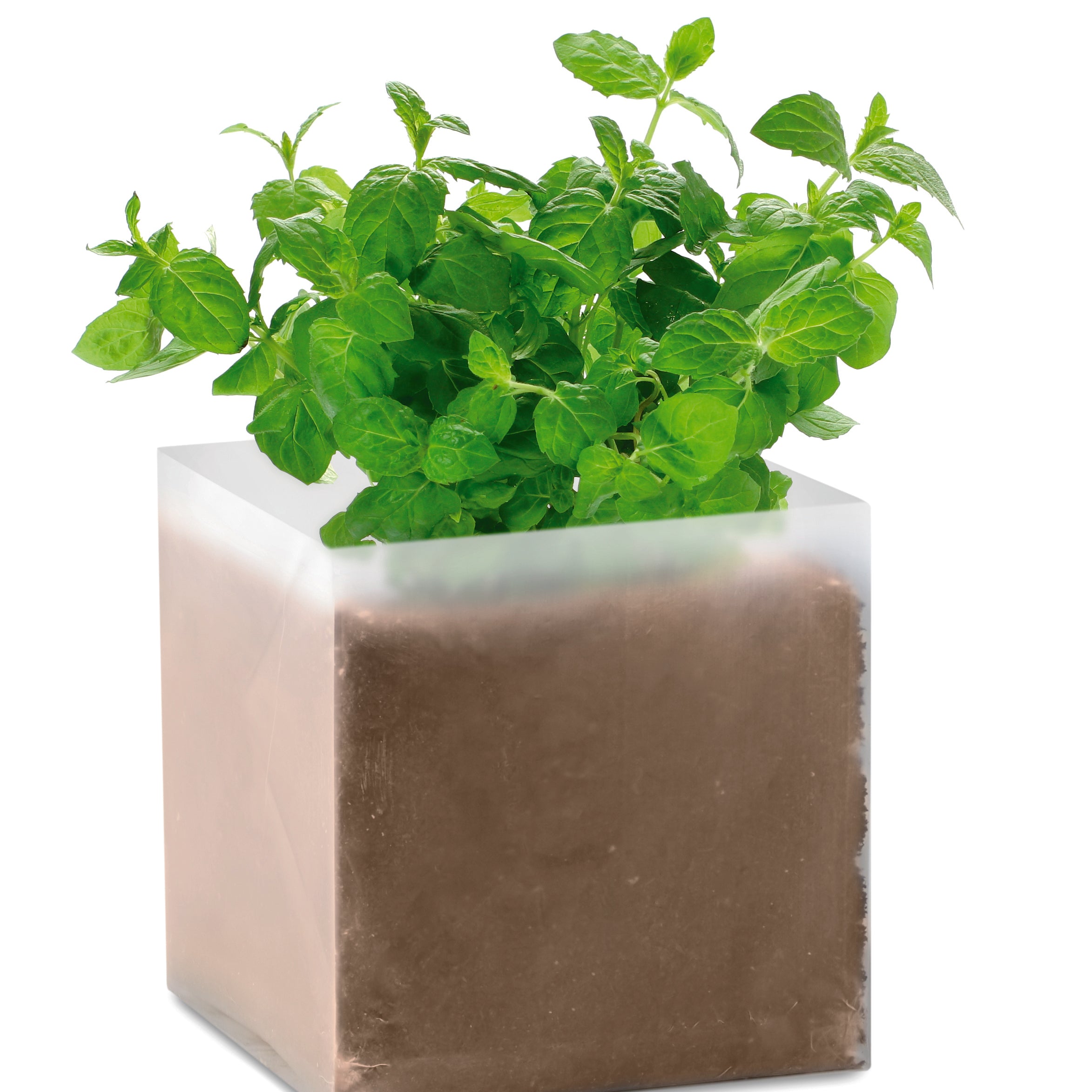 Zestaw do uprawy "Mięta " MINT